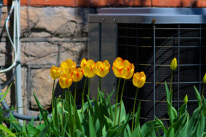 Outdoor air conditioner behind yellow spring flowers.